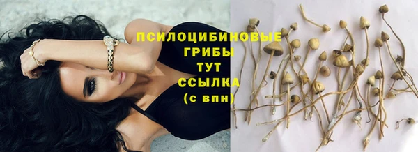 стаф Аркадак